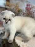 Kocur szkocki Scottish fold  kot brytyjski wyprawka rodowód gotowy już