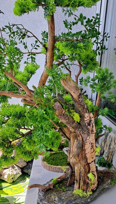 Bonsai który wyglądem broni się sam .