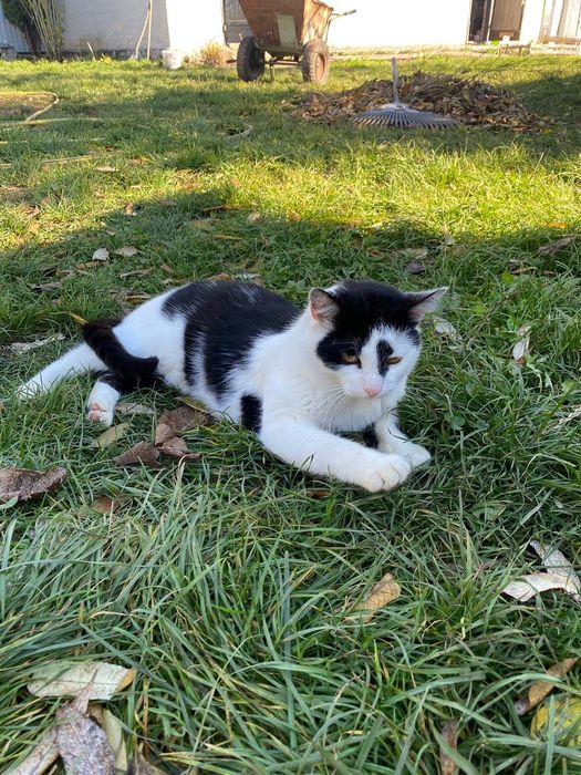 Котик Чіп шукає дім