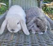 Króliczki miniaturki mini lop
