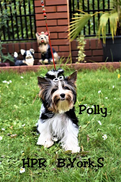 Polly Biewer Yorkshire Terrier FCI import