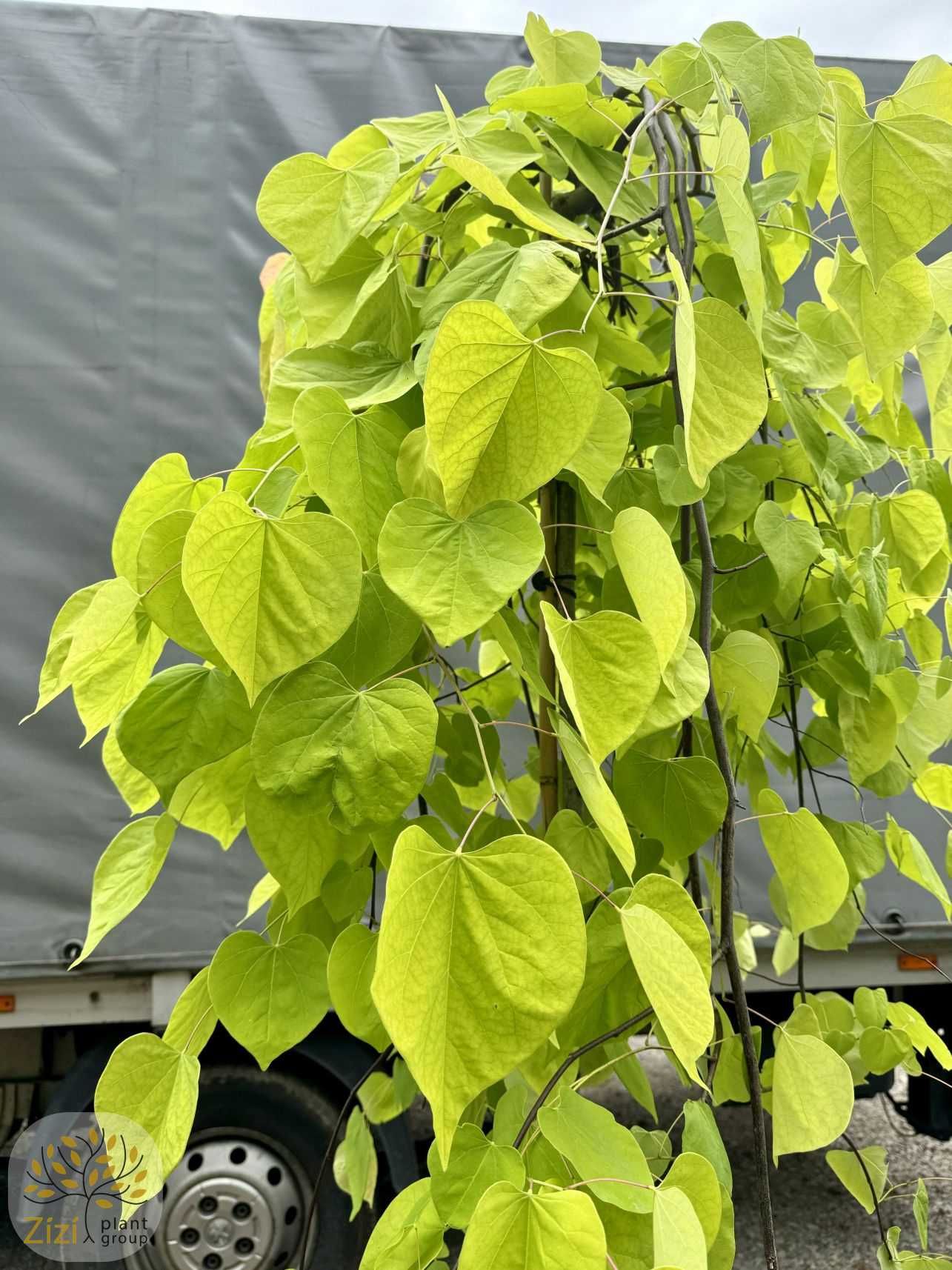 Cercis Carolina Sweetheart, Golden Falls, Judaszowiec, pień 180cm