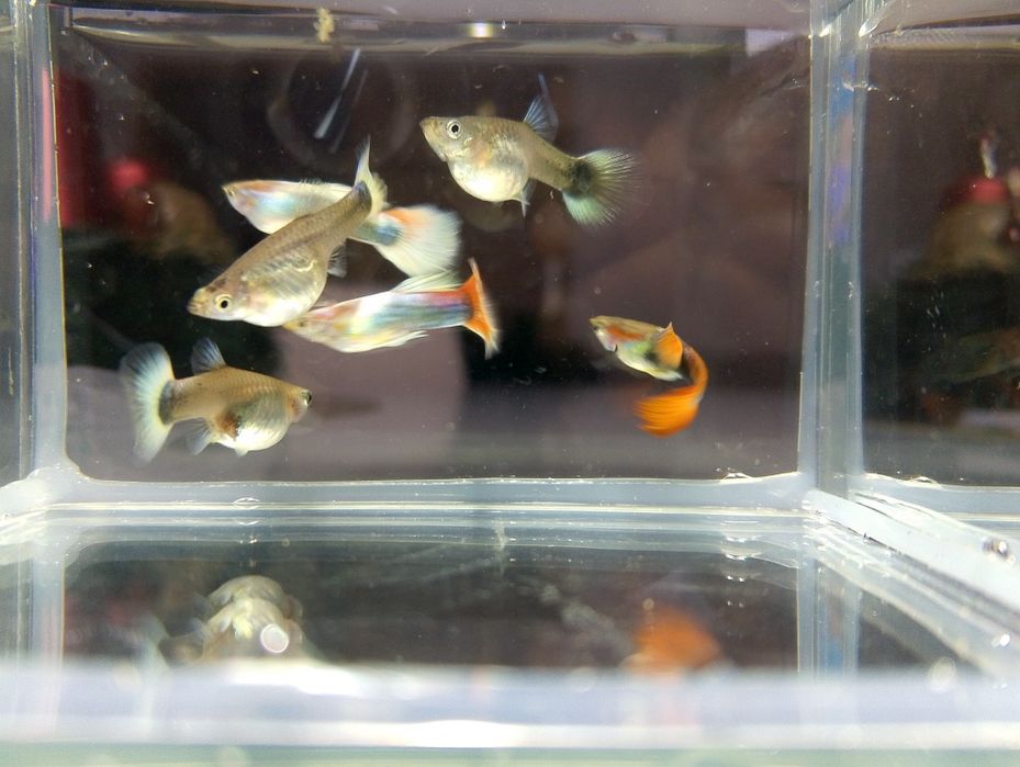 Gupik tuxedo kolorowe gupiki