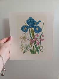 Ilustracja botaniczna Maria Sibylla Merian Irys kwiaty bukiet rycina