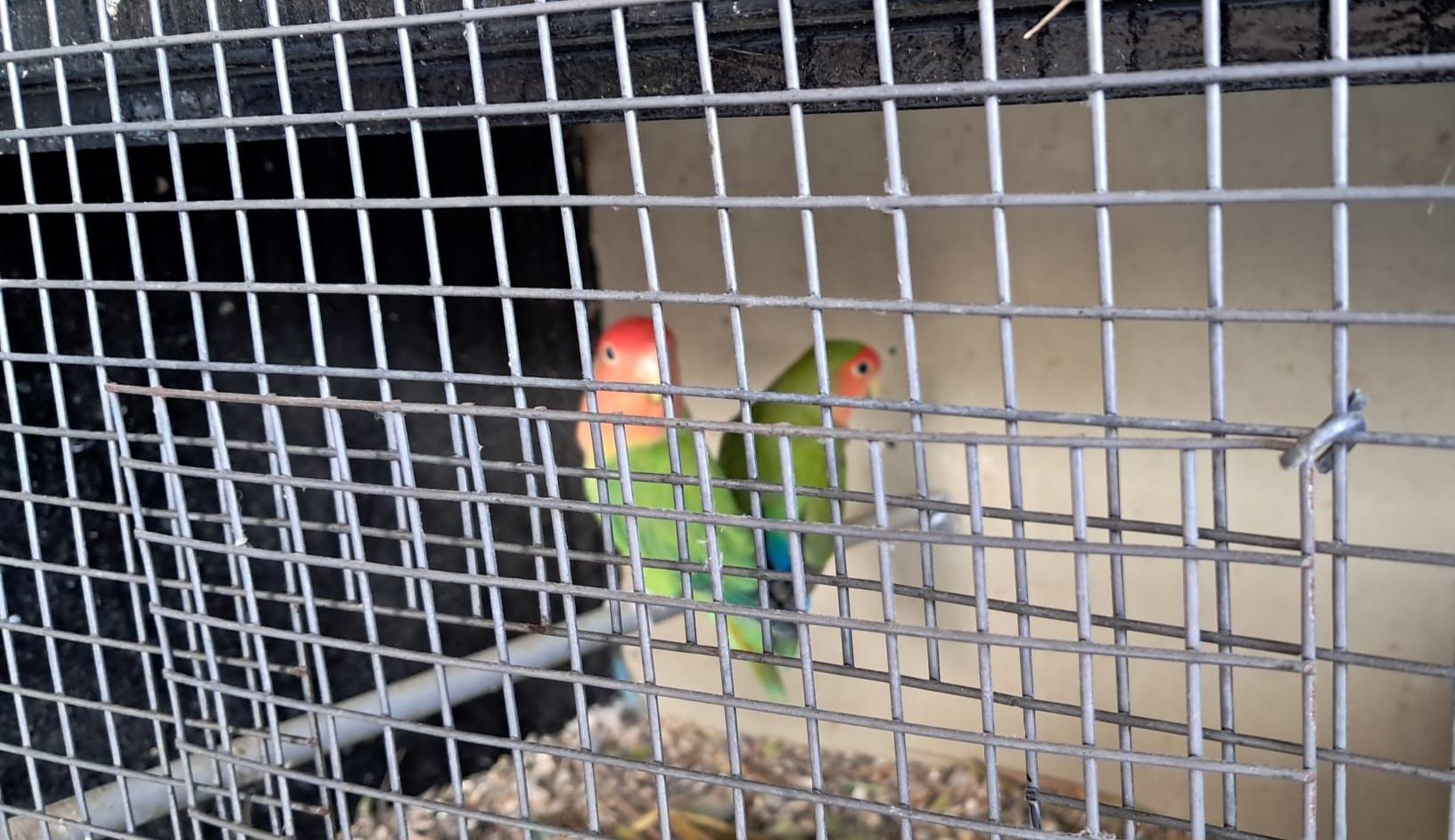 Agapornis roseicollis