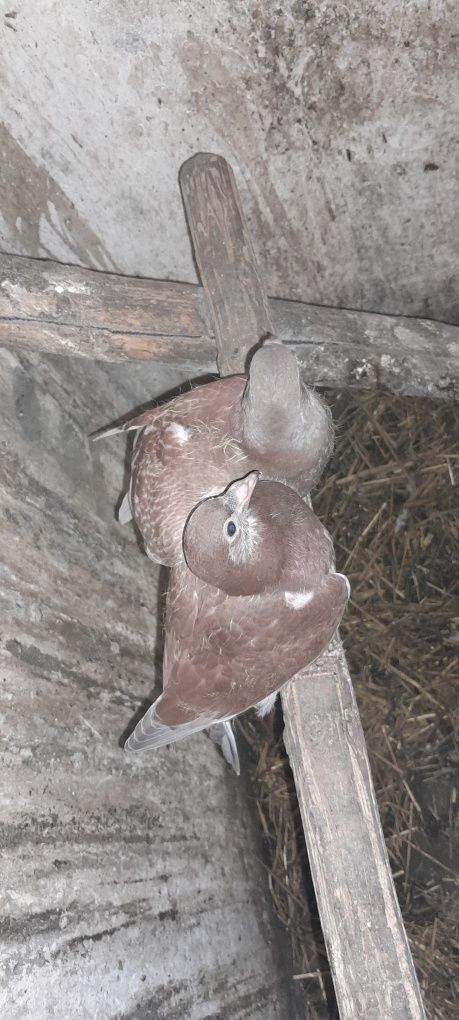 Gołębie młode pocztoweowe