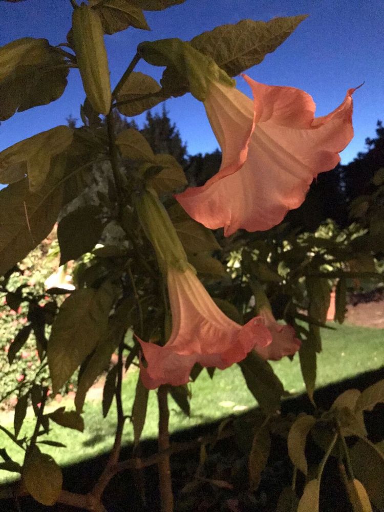 Datura - brukmansja nasiona mix szt 50