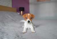 Jack Russel Terrier suczka