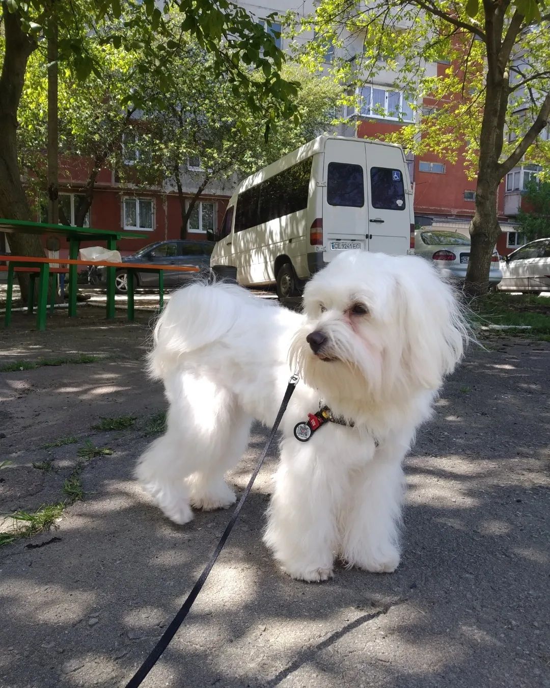 Мальтезе Вязка Розумний, шикарний хлопчик