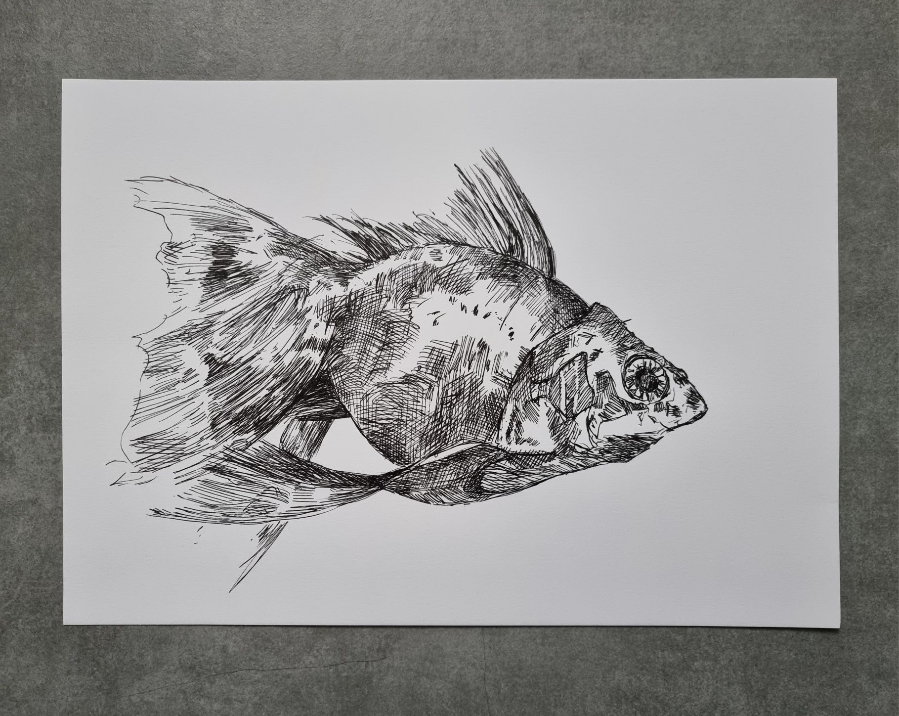 Akwarystyka ryba welon welonka grafika ryby obraz prezent