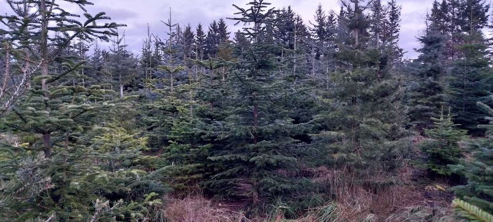 Sprzedam choinki jodła kaukaska i kalifornijska z własnej uprawy