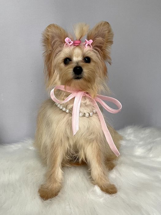 Помапу — Маленькі моделі для обіймів