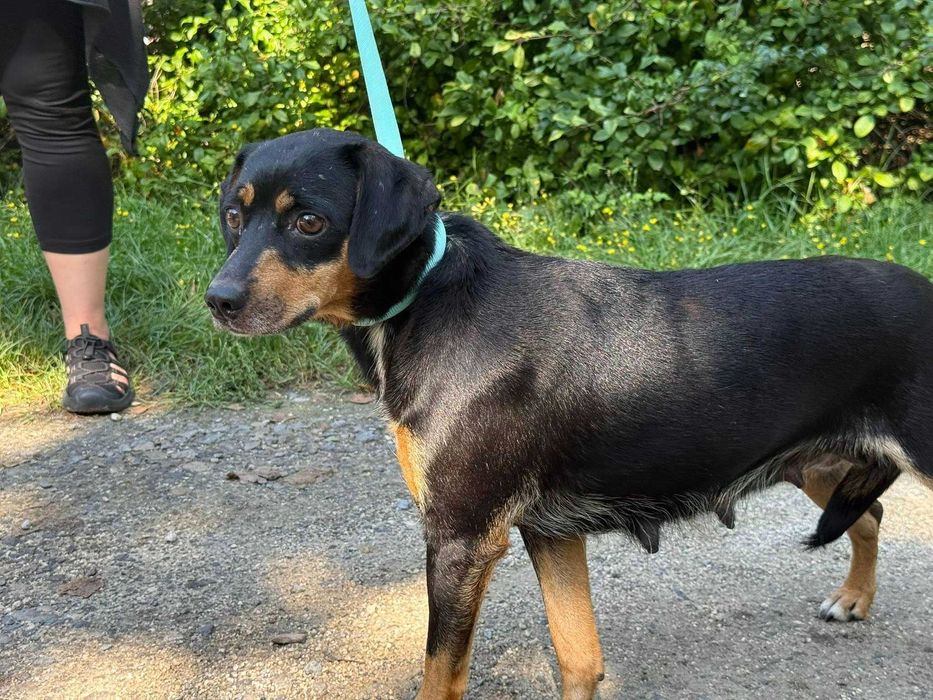 Doli- delikatna sunia do adopcji