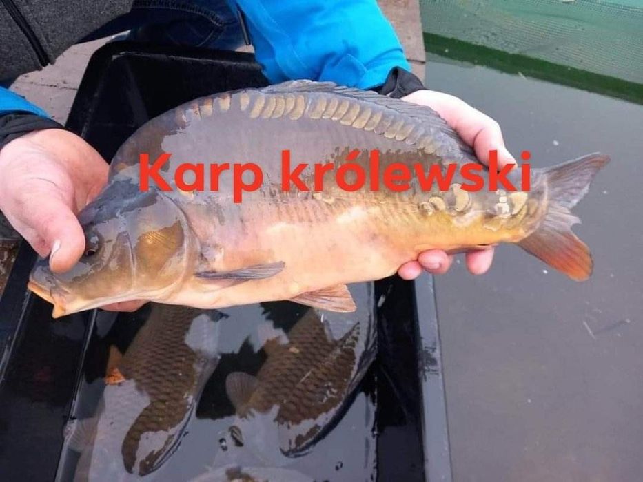 Karp żywy do stawów