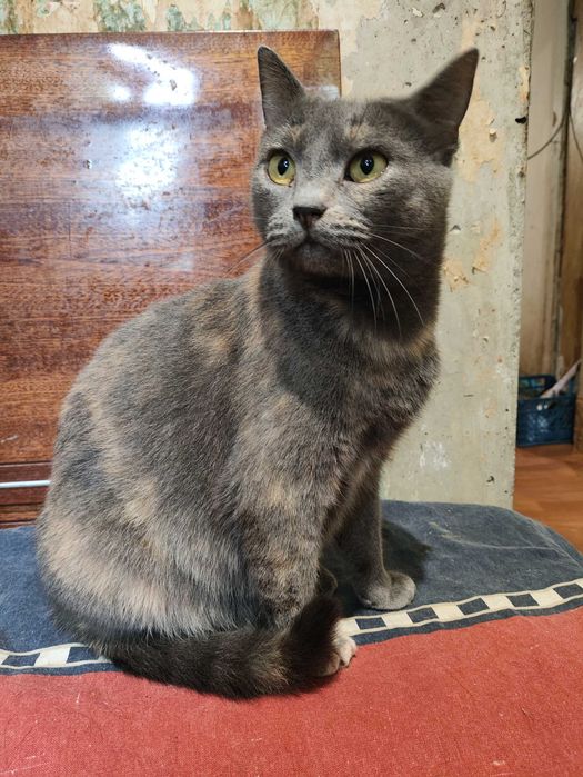 Кот - кіт - кішка - кошка