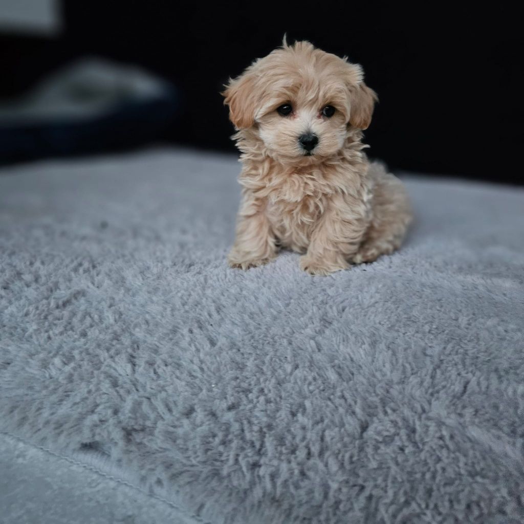 Najśliczniejszy Chłopczyk Maltipoo