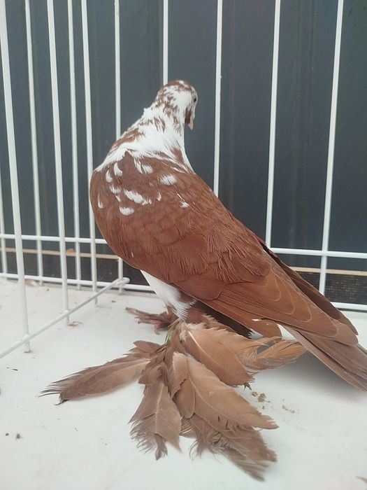 Sprzedam Widyna czerwonego