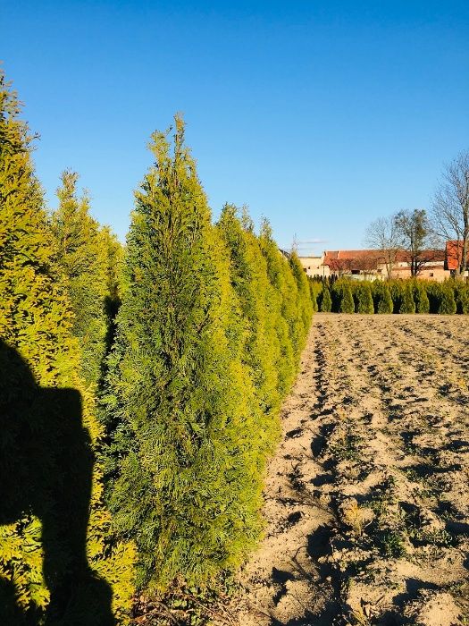 Tuja, tuje thuja Szmaragd 80-180 cm Producent Wrocław!