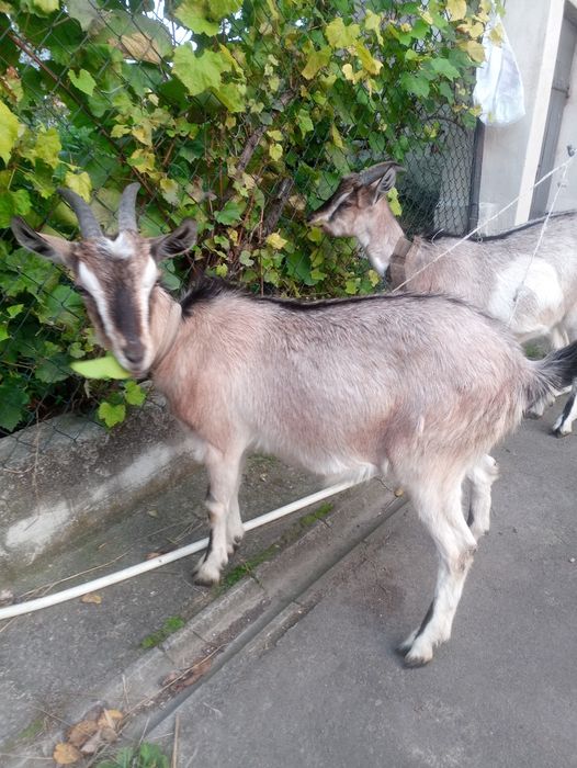 Продам 2 кізки віком 8 місяців