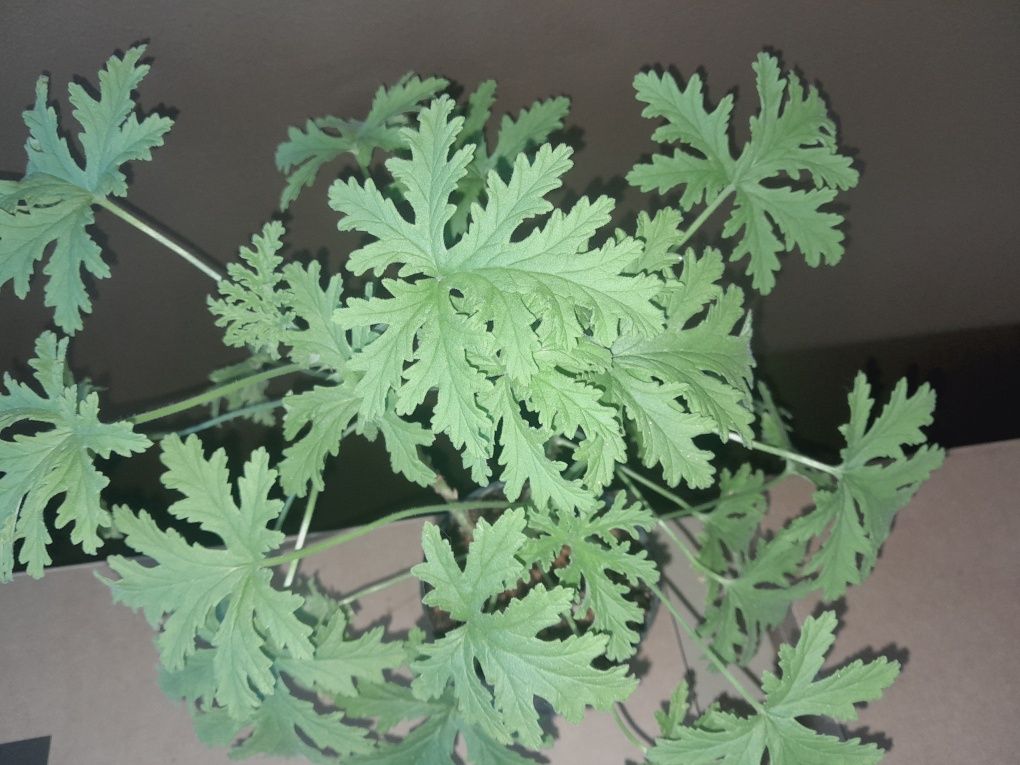 Geranium / anginka