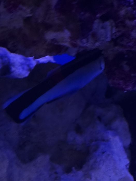 Labroides dimidiatus, akwarium morskie