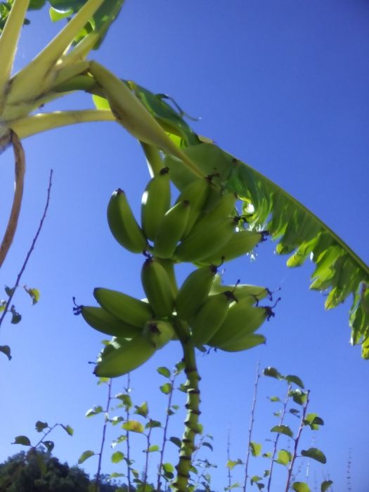 Bananeiras envasadas para venda