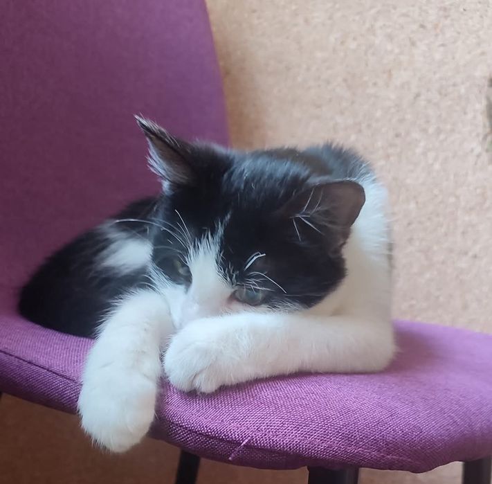 Активна весела дівчинка