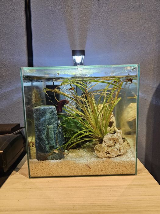Aquário com filtro, luz e bomba de oxigênio