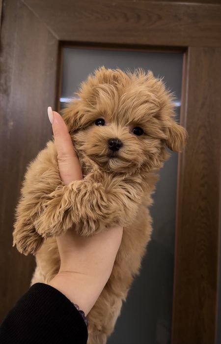 Кукольные яркие идеальные ЩЕНКИ МАЛЬТИПУ с беби фейс, густыми волосами