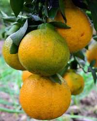 Кімнатні цитруси лимони мандарин апельсин.