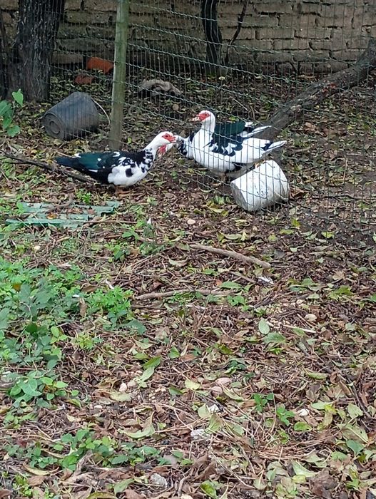 Tenho patos para vencer