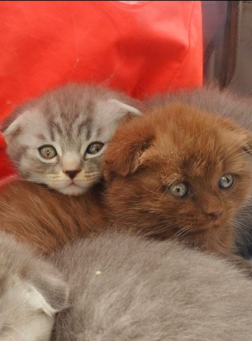 Котята шотландской породы фолд мальчики и девочки