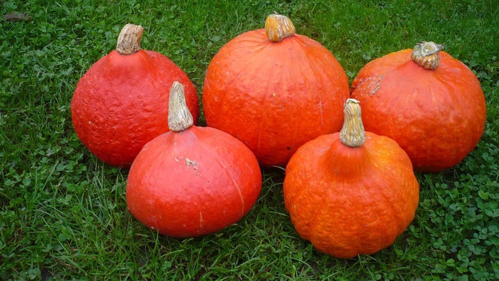 Dynia hokkaido jadalna 4 zł/szt