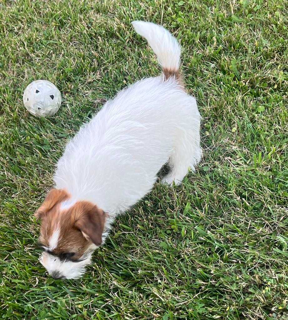 Jack Russell Terrier