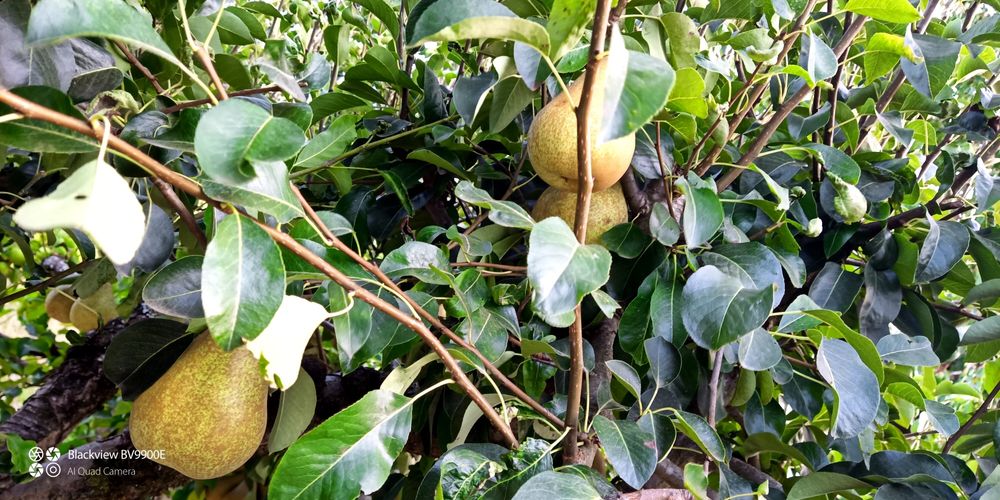 Frutas biológicas