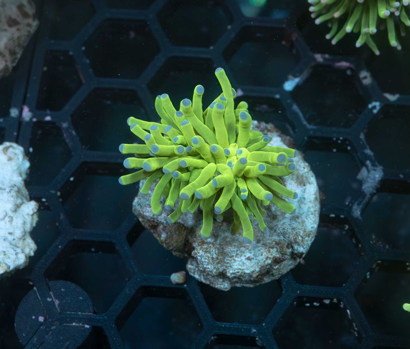 Euphyllia Fake Holy Grail