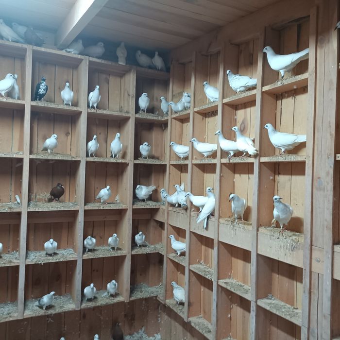 Jasne pasiaki wyszwance