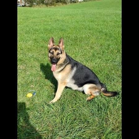 Fêmea Pastor Alemão com LOp/pedrigree