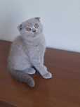 Scottish fold fêmea lilac