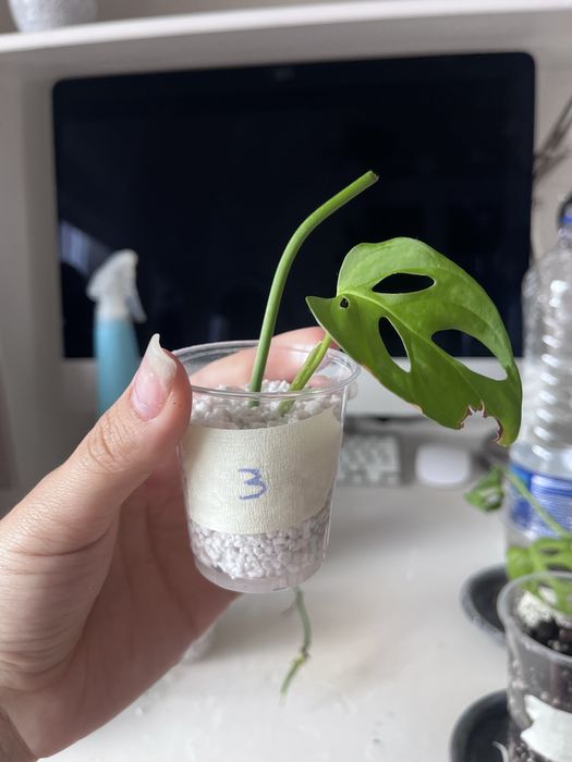 Monstera monkey / monstera adansonii