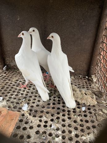 Продам голубів