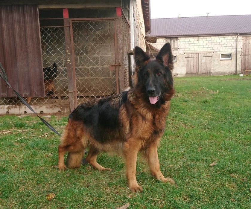 Owczarek niemiecki - szczeniak