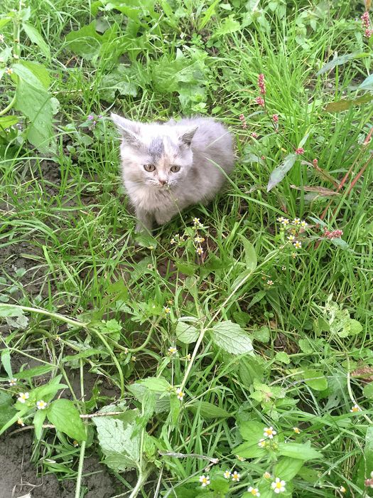 Шотландські котятка в добрі руки