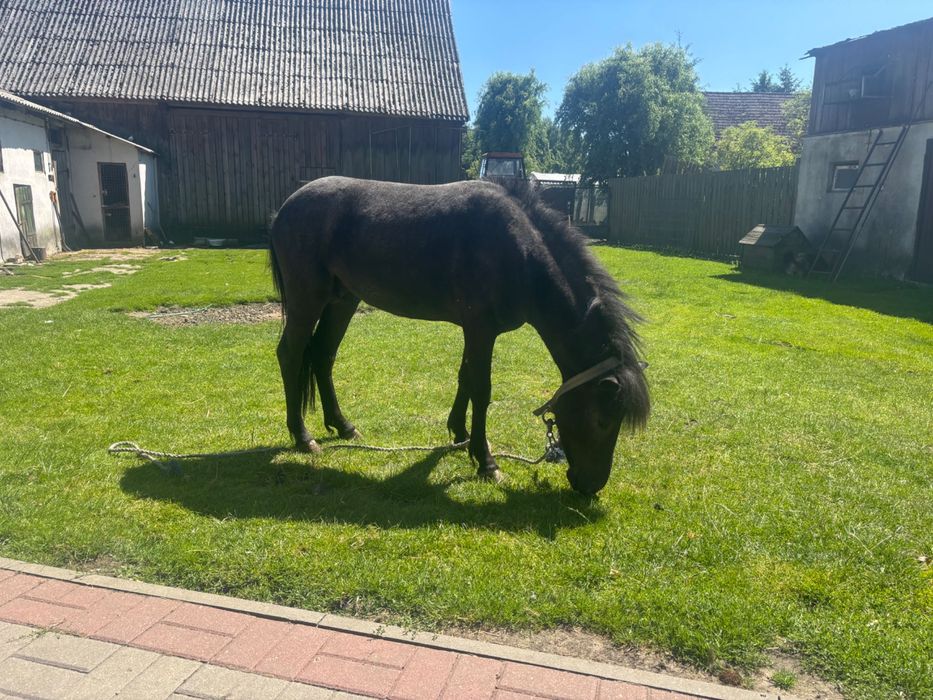 Kucyk ogierek Tarant