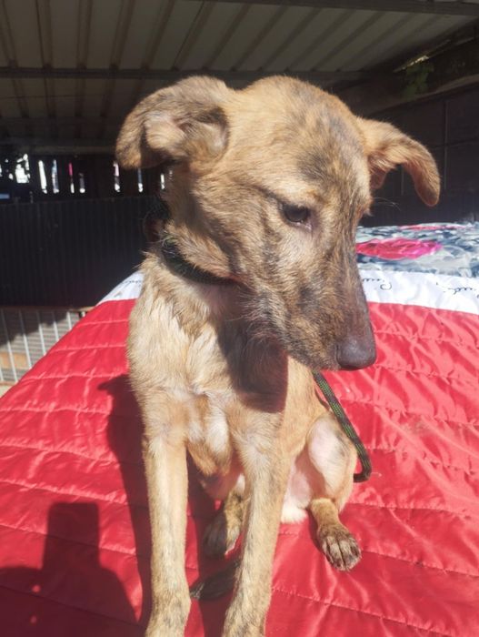 Xana para adoção muito responsável