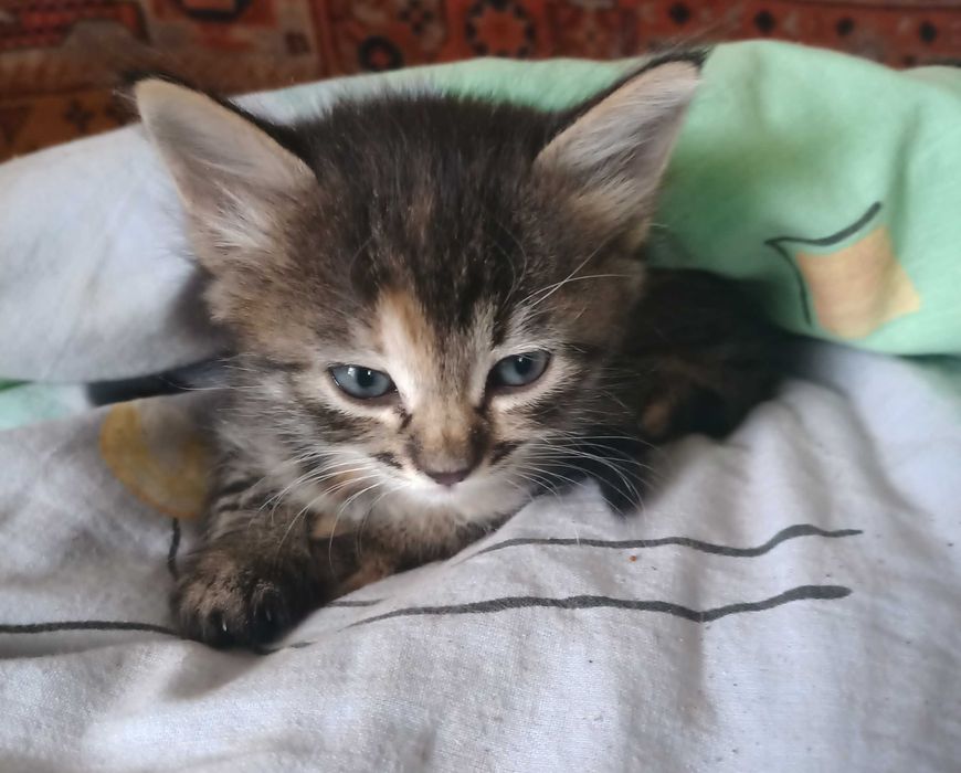 Гарні кошенята / котята/котик/кішечка