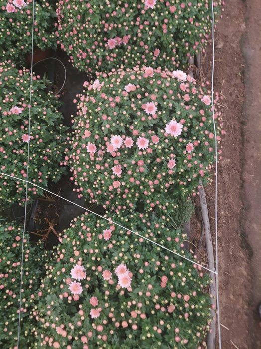 Chryzantemy doniczkowe