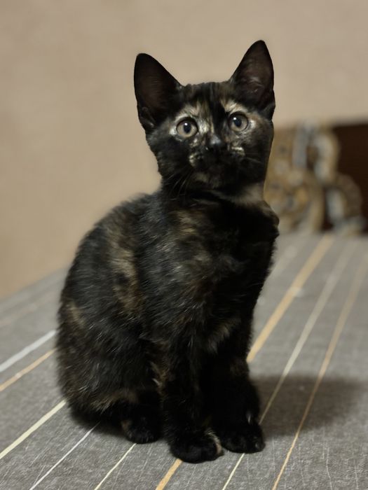 подарую котеня дівчинка полукровка