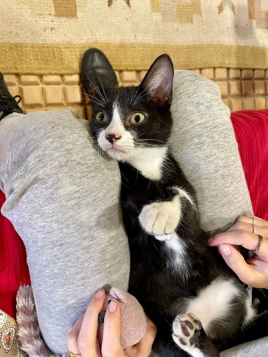 Chaplin com 4 meses procura uma família para a vida