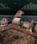 Mandarins de várias cores
